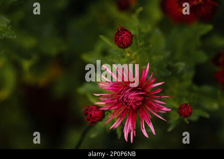 Gros plan d'une fleur d'Aster et de trois têtes de fleurs non ouvertes, arrière-plan flou. Banque D'Images