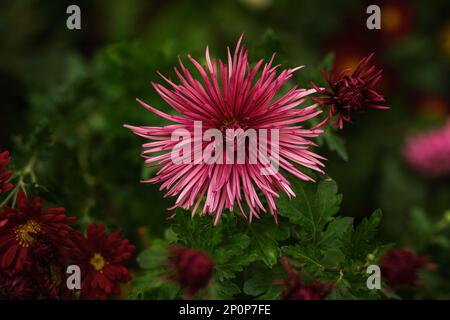 Gros plan d'une fleur d'Aster et d'une tête de fleur non ouverte parmi d'autres fleurs, arrière-plan flou. Banque D'Images