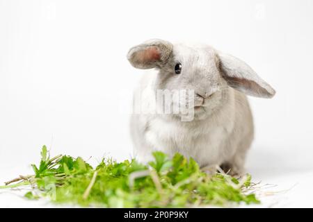Lapin sur fond blanc, concentrez-vous sur le lapin. Race naine grise. Banque D'Images
