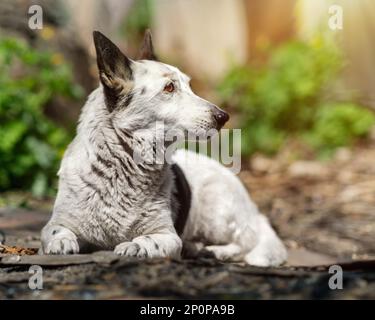 Le portrait d'un mignon chien noir et blanc mélangé est couché dans le jardin sous le soleil, en regardant loin. Banque D'Images