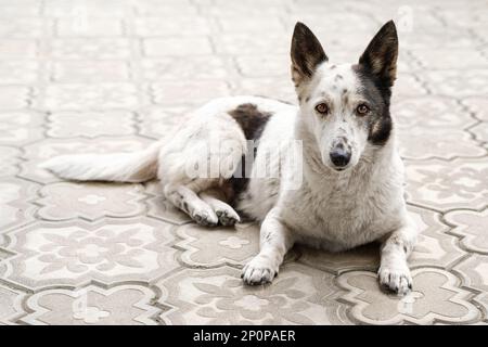 Portrait d'un petit chien mignon noir et blanc couché sur le trottoir. Banque D'Images