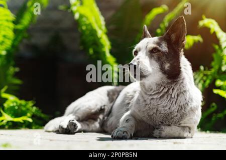 Le portrait d'un mignon chien noir et blanc mélangé est couché près de la fougères sous le soleil, en regardant loin. Banque D'Images