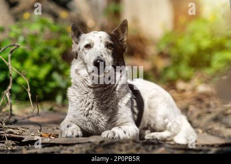 Le portrait d'un adorable chien noir et blanc mélangé est couché dans le jardin sous le soleil. Banque D'Images