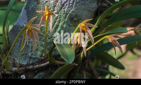 Gros plan sur les orchidées épiphytiques colorées bulbophyllum fleurs d'affine qui fleurissent à l'extérieur sur fond naturel Banque D'Images