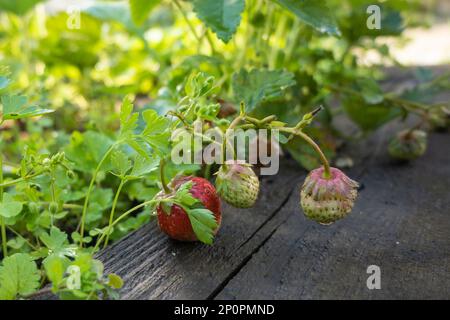 Plante de fraise. Jardin buissons de baies. Fraises en croissance dans le jardin. Baies non mûres et fraise à feuillage Banque D'Images