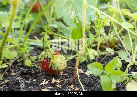 Plante de fraise. Jardin buissons de baies. Fraises en croissance dans le jardin. Baies non mûres et fraise à feuillage Banque D'Images