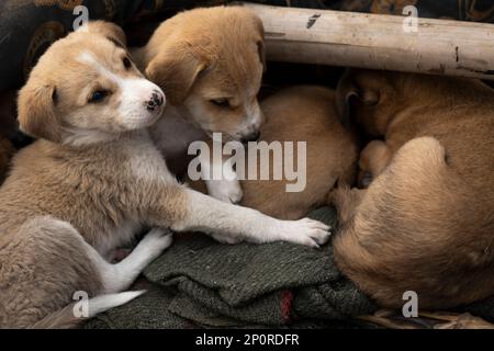 Chiens de la rue de Varanasi Banque D'Images