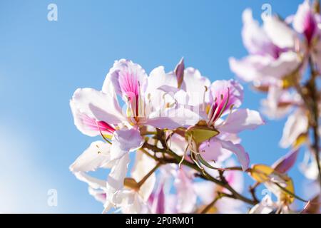 Fleurs rose clair sur fond bleu ciel. Orchid Tree. Mise au point sélective. DOF peu profond Banque D'Images