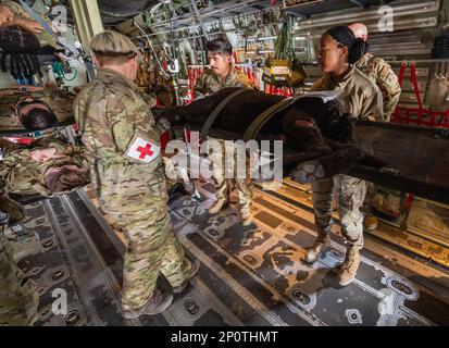 ÉTATS-UNIS Des aviateurs de la Force aérienne du 386th Expeditionary Medical Squadron et du 405th Expeditionary Air Evacuation Squadron et un partenaire de la coalition danoise chargent une portée avec une simulation de la victime K-9 sur les pinces d'un C-130J Super Hercules à la base aérienne Ali Al Salem, au Koweït, le 8 février 2023. Aviateurs de l'EMDS 386th, EAES 405th, États-Unis Les Services de soutien aux vétérinaires du détachement médical de l'armée 109th et les partenaires de la coalition d'Italie et du Danemark se sont associés pour apprendre à préparer et à charger des patients sur un C-130J Super Hercules. Banque D'Images