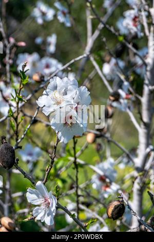 Fleurs d'amande gros plan sur un arrière-plan flou. Israël Banque D'Images