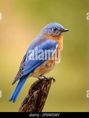 Bluebird de l'est masculin perché sur une branche brisée avec un fond vert doux. Banque D'Images