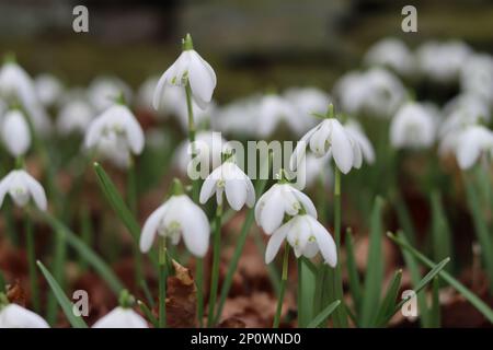 Chutes de neige dans une forêt au printemps Banque D'Images