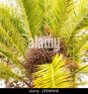 Deux perches de moine regardent de leur nid dans un palmier. Banque D'Images