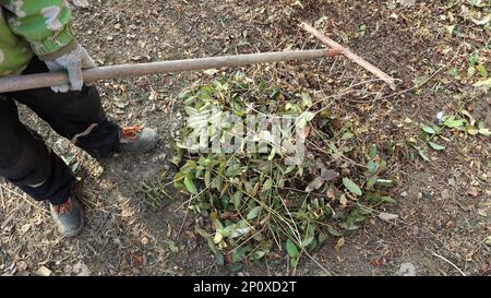 nettoyer les feuilles dans le jardin ou le parc avec l'aide de vieux rakes, le jardinier ramasse le feuillage sec des plantes de l'année dernière avec un râteau Banque D'Images