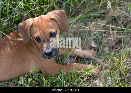 Faites dorer votre chiot dans l'herbe Banque D'Images