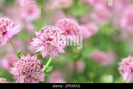 Gros plan des fleurs d'Astrantia roses Banque D'Images