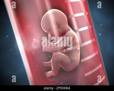 Fœtus humain dans un tube à essai. 3D illustration. Banque D'Images