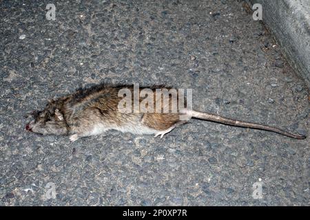 Un rat écrasé mort qui a été écrasé par Une roue de voiture sur une route de chaussée dans une ville urbaine Banque D'Images