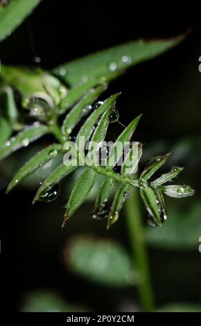 Gouttes de pluie sur le résumé vertical des feuilles d'herbe Banque D'Images