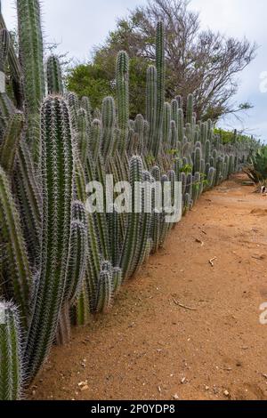 Clôture naturelle en cactus géants sur Bonaire. Cactus dans une rangée comme haie le long du jardin. Stenocereus griseus. Il est utilisé pour éviter les intrus. Banque D'Images