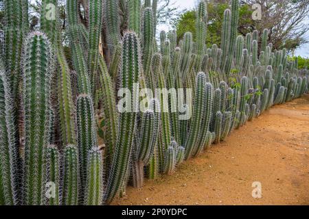 Clôture naturelle en cactus géants sur Bonaire. Cactus dans une rangée comme une haie de clôture le long du jardin. Stenocereus griseus. Banque D'Images