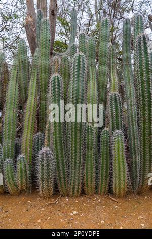 Clôture naturelle en cactus géants sur Bonaire. Cactus dans une rangée comme haie le long du jardin. Stenocereus griseus. Il est utilisé pour éviter les intrus. Banque D'Images