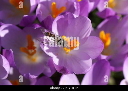 Gros plan l'aéroglisseur mâle Meliscaeva auricollis se nourrissant sur des fleurs de crocuses pourpres roses. Fleurs floues sur l'arrière-plan. Pistil, STAMENS. Février Banque D'Images