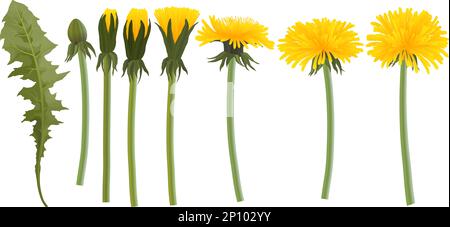 Ensemble réaliste de fleurs, de bourgeons et de feuilles de pissenlit jaune Illustration de Vecteur