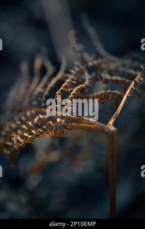 Bracken (Pteridium) dans une lumière chaude du matin. Orange Fern Banque D'Images