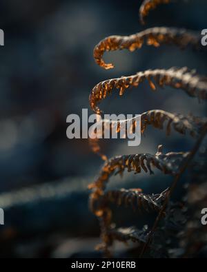 Bracken (Pteridium) dans une lumière chaude du matin. Orange Fern Banque D'Images