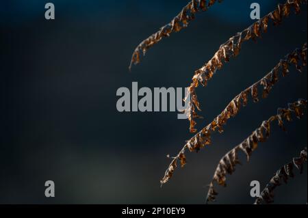 Bracken (Pteridium) dans une lumière chaude du matin. Orange Fern Banque D'Images