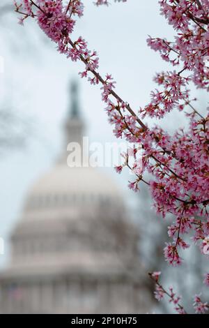 Neige et début du printemps à Washington DC, février 23. Capitolhill Banque D'Images