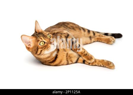 Le chat domestique Bengale sur toute la longueur est détendu sur un fond blanc. Banque D'Images