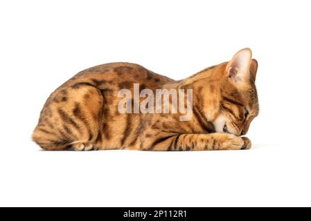 Le chat tabby brun lave son visage sur un fond blanc. Vue latérale. Banque D'Images