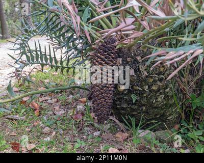 Encephalartos horridus ou Cycad bleu de l'est plante ressemblant à des palmiers dans la famille des Zamiaceae. Cône mâle. Banque D'Images