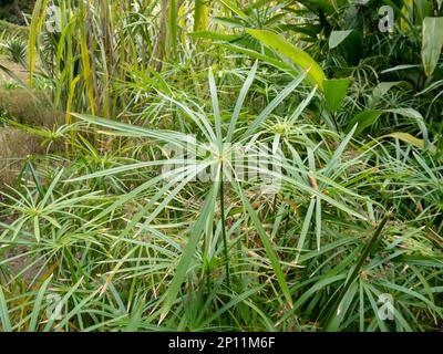 Cyperus involucratus ou plante ombrelle ou perruque ombrelle ou papyrus nain plante aquatique vivace Banque D'Images