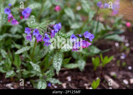 Floraison de Pulmonaria brillant au printemps. Lungwort. Fleurs de différentes nuances de violet en une inflorescence. Usine de miel. La première fleur de printemps. Pu Banque D'Images