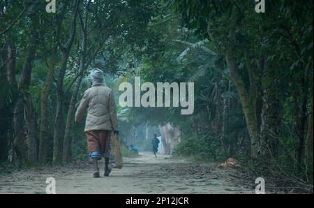 Photo de la collection de jus de datte (khejurer rosh) d'arbres au Bangladesh. Banque D'Images