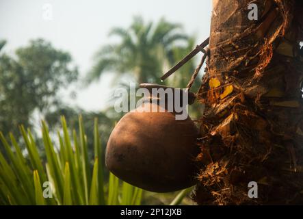 Photo de la collection de jus de datte (khejurer rosh) d'arbres au Bangladesh. Banque D'Images