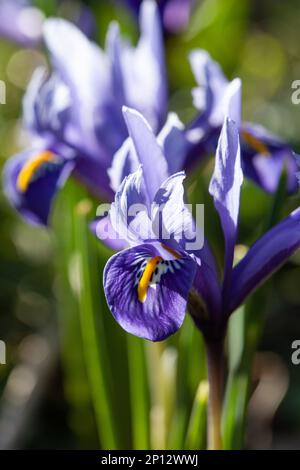 Iris reticulata 'Harmony' grandit dans un jardin de Londres début mars. Anna Watson/Alamy Banque D'Images