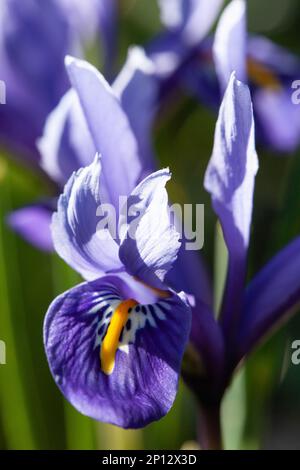 Iris reticulata 'Harmony' grandit dans un jardin de Londres début mars. Anna Watson/Alamy Banque D'Images