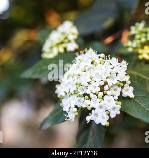 Viburnum tinus, le laurustinus, laurustine ou laurestine, est une espèce de plante à fleurs de la famille des Adoxaceae, originaire de la région méditerranéenne o Banque D'Images