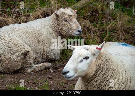 portrait de deux moutons laineux avec de jolis visages Banque D'Images