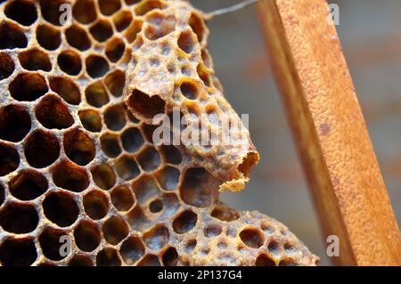 Une chambre queen ouverte d'où a émergé une abeille queen nouveau-né Banque D'Images