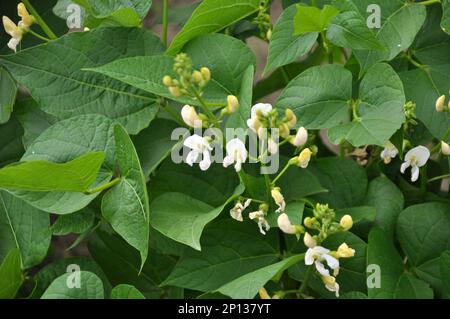 Le haricot commun (Phaseolus vulgaris) fleurit dans le jardin Banque D'Images