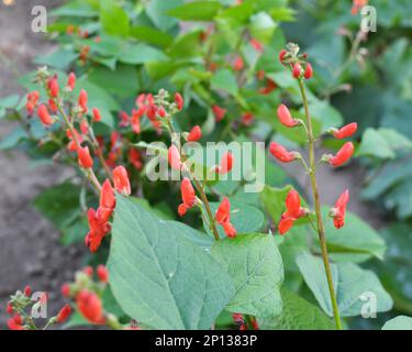 Le haricot commun (Phaseolus vulgaris) fleurit dans le jardin Banque D'Images