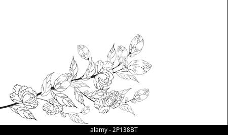 Arrière-plan floral doux des branches et boutons de fleurs, arrangement de fleurs. Dessin à la main. Pour un décor stylisé, des invitations, des cartes, des affiches, des prospectus Banque D'Images