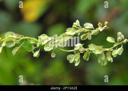 Sarrasin d'arbuste sauvage (Falopia dumetorum), qui se tord comme une mauvaise herbe poussant dans la nature Banque D'Images