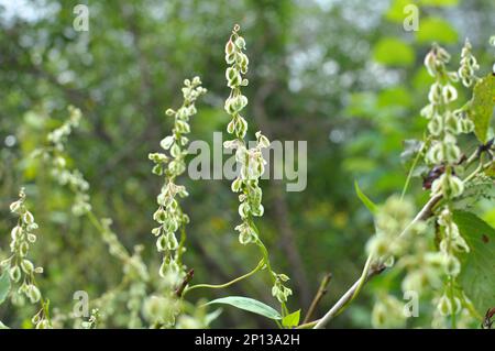 Sarrasin d'arbuste sauvage (Falopia dumetorum), qui se tord comme une mauvaise herbe poussant dans la nature Banque D'Images