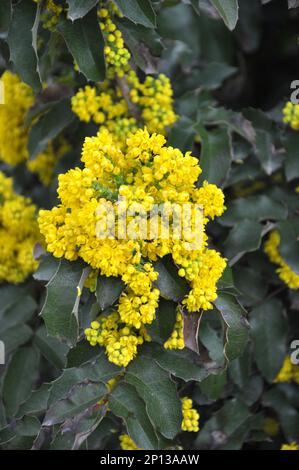 L'arbuste à feuilles persistantes Mahonia aquifolium est utilisé pour l'aménagement paysager Banque D'Images